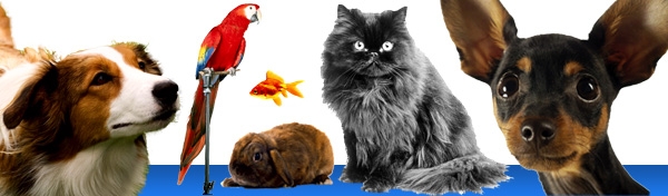 Blessing of the Animals This Sunday, 4 PM